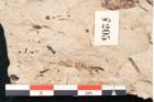 Foto (Detailansicht) von Equisetum haeringianum Ettingshausen (NHMW-GEO-2024-0188-8205)